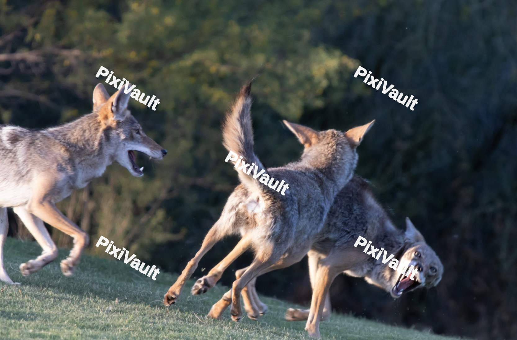 Coyote playing